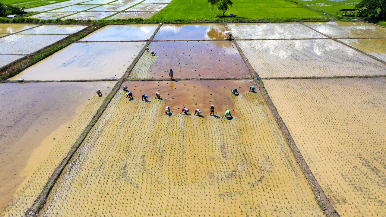 The Journey of Indian Rice — From Paddy Fields to Global Markets